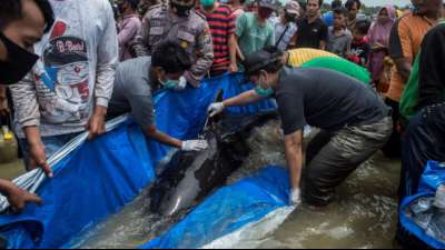 Dutzende gestrandete Grindwale verenden an der K&uuml;ste Indonesiens