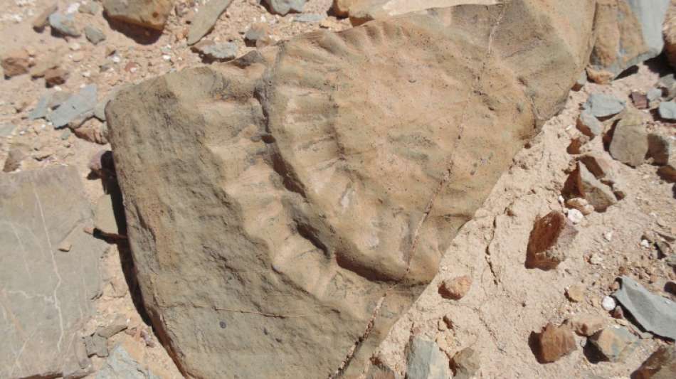 Chile: Fund von 160 Millionen Jahre altem Flugsaurier best&auml;tigt
