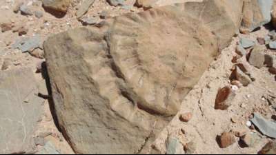 Chile: Fund von 160 Millionen Jahre altem Flugsaurier best&auml;tigt