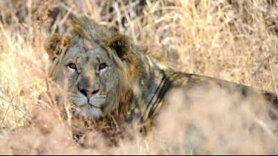 Verd&auml;chtiger in S&uuml;dafrika wegen illegalen Handels mit L&ouml;wen-Krallen festgenommen