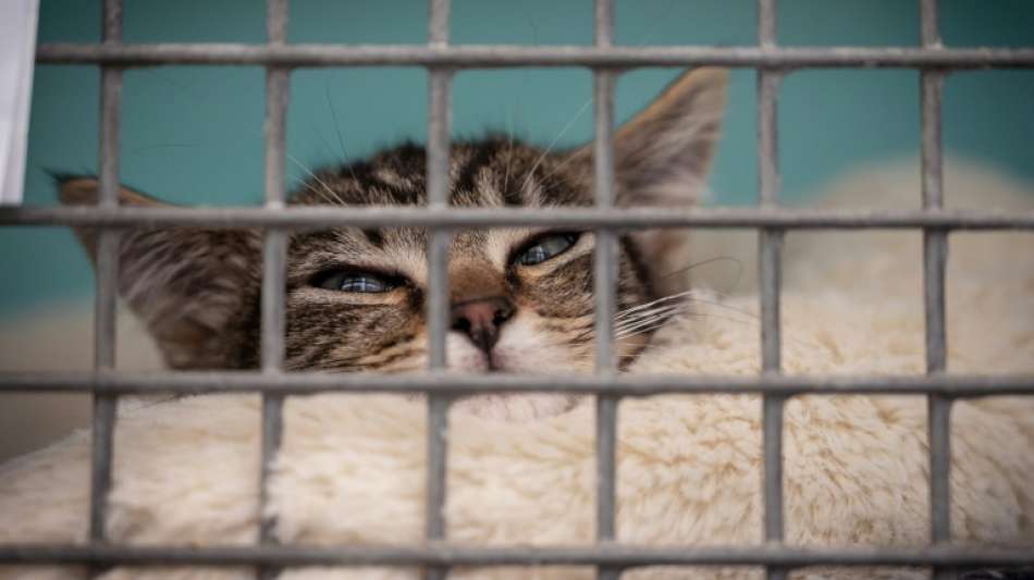Tiersch&uuml;tzer verzeichnen 59 F&auml;lle von Tiersammelsucht