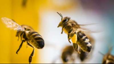 Bundesrat billigt Gesetz zum besseren Schutz f&uuml;r Insekten 