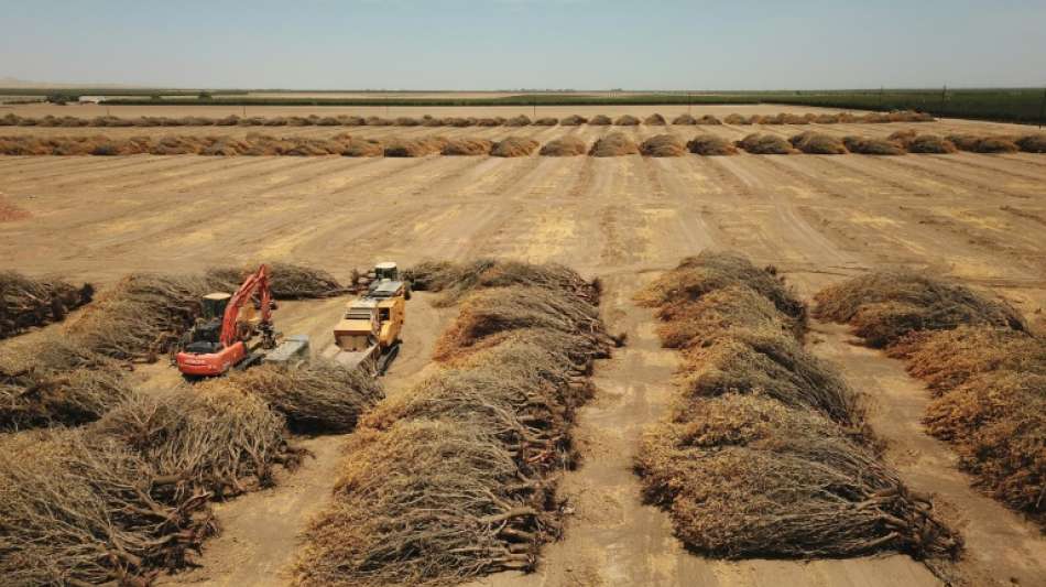 In Kalifornien verdursten die Mandelbäume