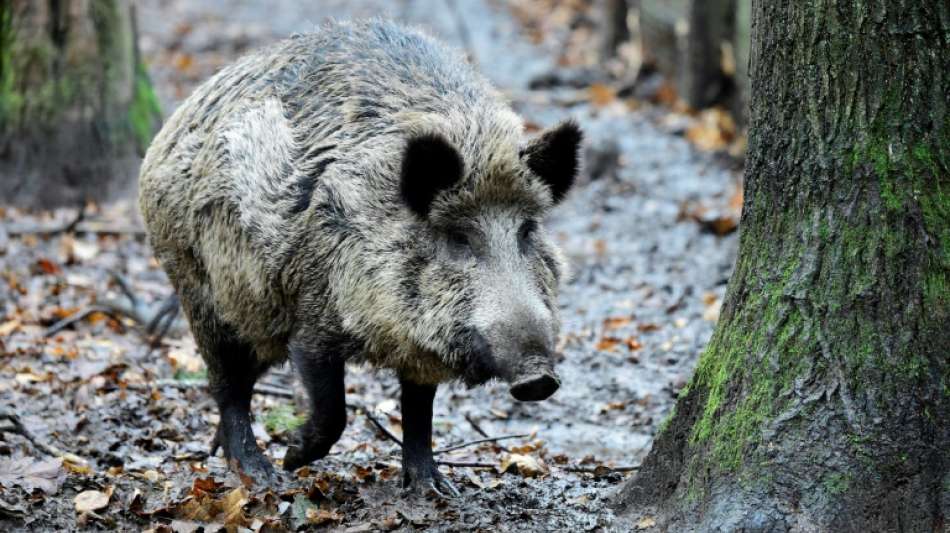 Zahl der Wildunf&auml;lle auf Deutschlands Stra&szlig;en leicht gesunken