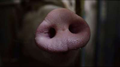 Elektrozaun soll Ausbreitung der Schweinepest in Brandenburg verhindern
