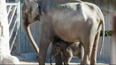 Tierpfleger in Spanien von Elefantin get&ouml;tet