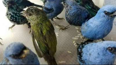Peruanische Polizei fasst Mann mit 20 lebenden Tropenvögeln im Koffer