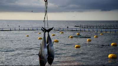 WTO-Chefin fordert gemeinsames Handeln gegen schädliche Fischereisubventionen