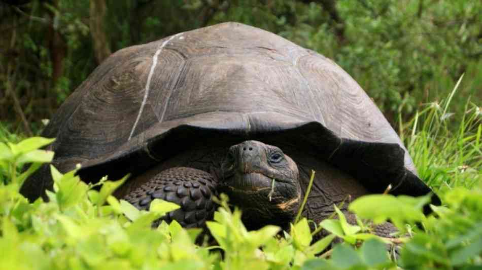 Ausgestorben geglaubte Riesenschildkröte auf Galápagos-Insel entdeckt