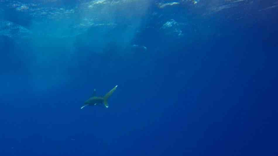 Australische Forscher testen Schwimmanzug zum Schutz gegen Hai-Attacken