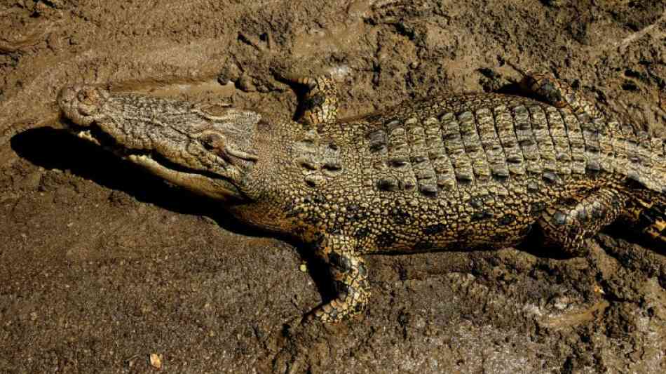 Australische Gemeinde trauert um Krokodil Bismarck