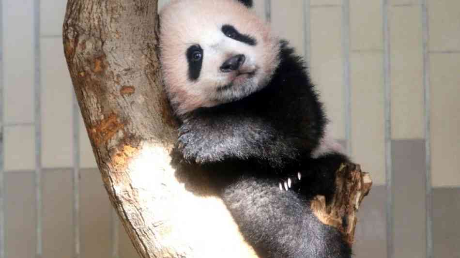 Japan: Baby-Panda in Tokios Zoo zu Überstunden verdonnert