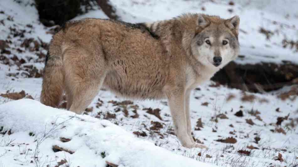 Bauernverband: Zahl der Wolfsangriffe auf Nutztiere stark gestiegen