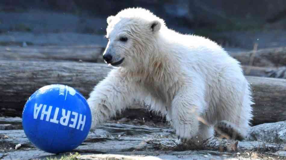 Tierpark: Das berühmte Berliner Eisbärenbaby heißt Hertha