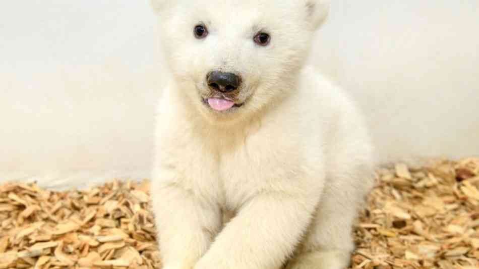 Tierpark: Berliner Eisbärenbaby ist ein ganz süßes kleines Mädchen