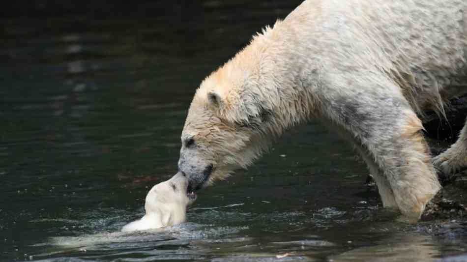 Berliner Eisbärenbaby unternimmt ersten Ausflug