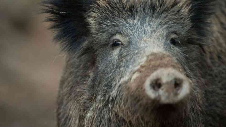 Potsdam: Brandenburg rüstet zum Kampf gegen Wildschweine