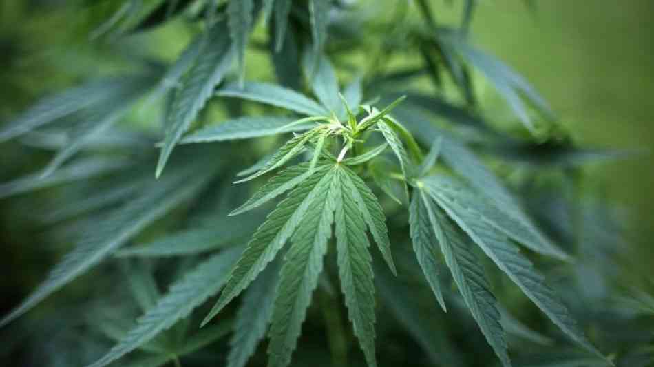 Bund Deutscher Kriminalbeamter fordert Ende von Cannabisverbot