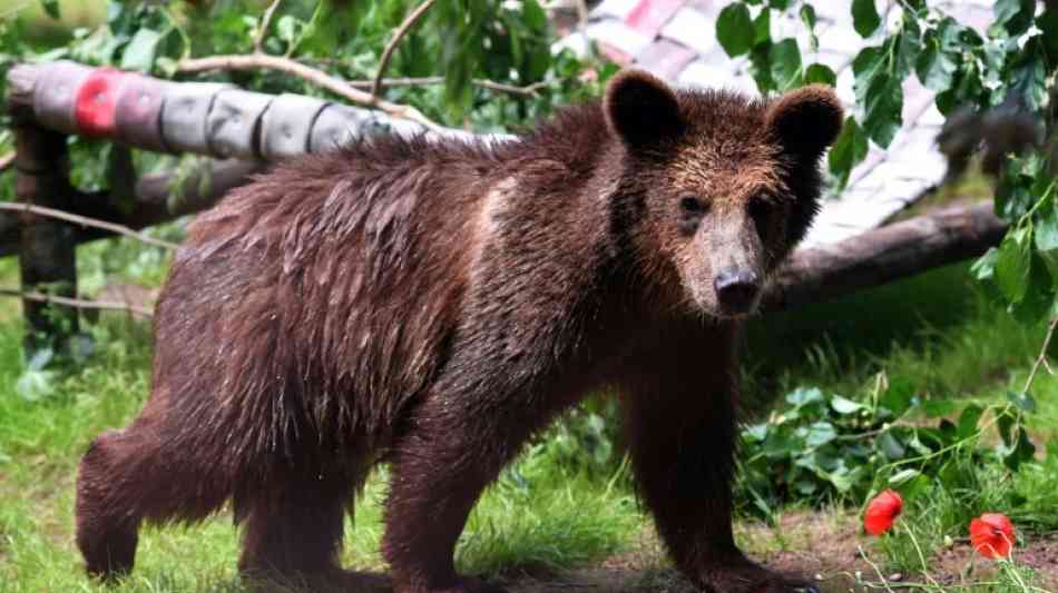 Bundesamt für Naturschutz rechnet mit Rückkehr von Bären nach Deutschland