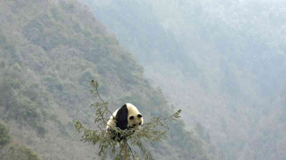 Schutz der Tierwelt: China plant riesigen Nationalpark für Pandas