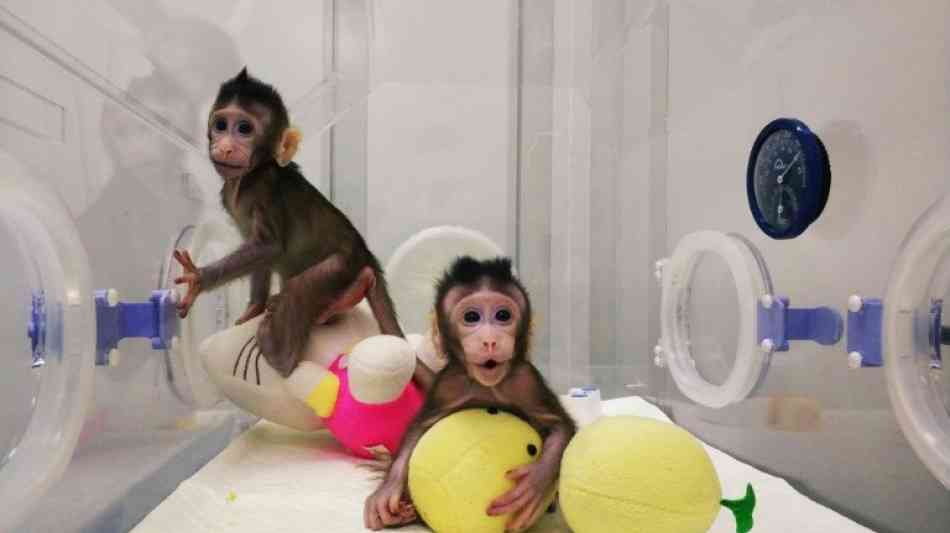 Wissenschaft: Chinesische Forscher haben erstmals Affen geklont