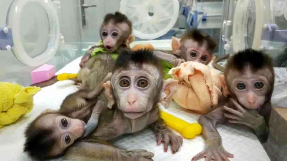 Chinesische Wissenschaftler schaffen fünf Klone von genmanipuliertem Affen