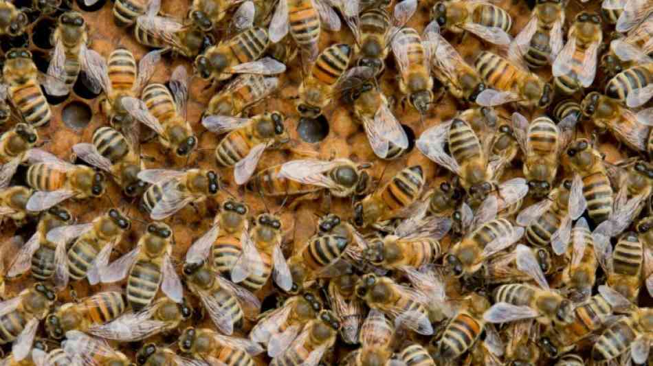 EU: EFSA bestätigt Gefahr von Insektengiften für Bienenbestände
