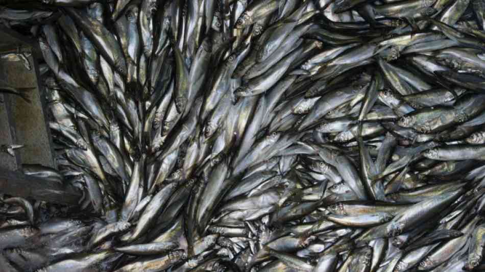 Die EU-Agrar- und Fischereiminister beraten über Fangquoten in Ostsee