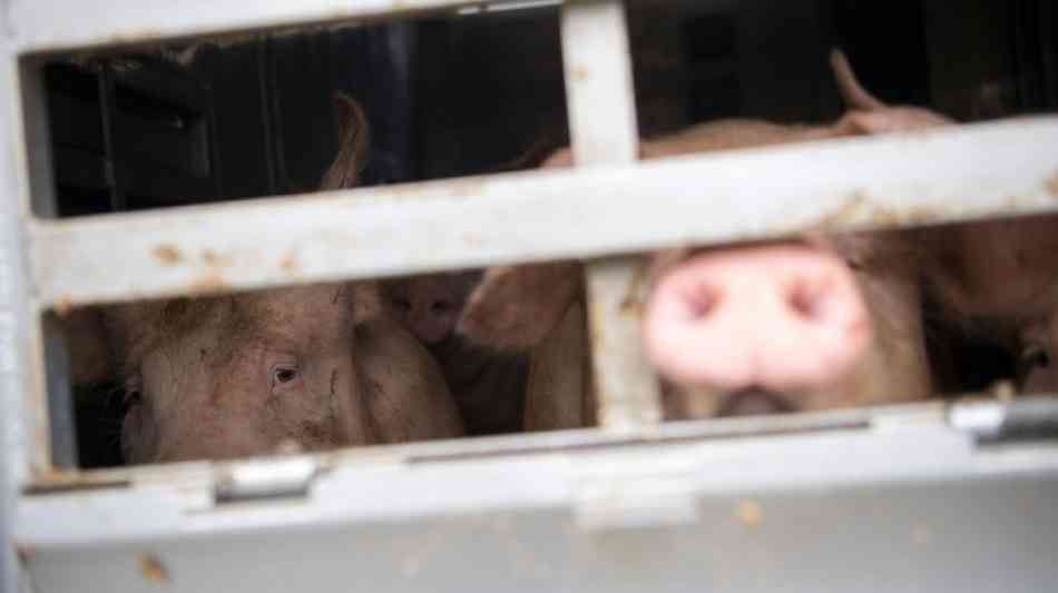 EU-Parlament fordert deutlich strengere Kontrollen von Tiertransporten 