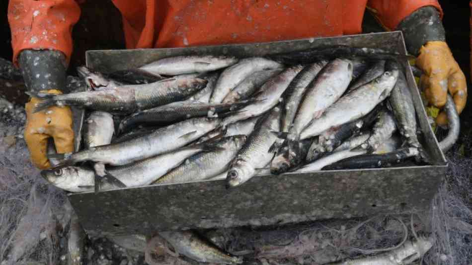 EU-Staaten einigen sich auf Fangquoten für 2019 in Nordsee und Atlantik 