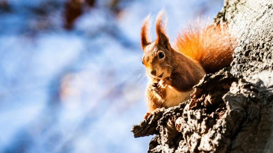 Eichhörnchen macht es sich in Wattenscheider Wohnung unter Couchkissen gemütlich