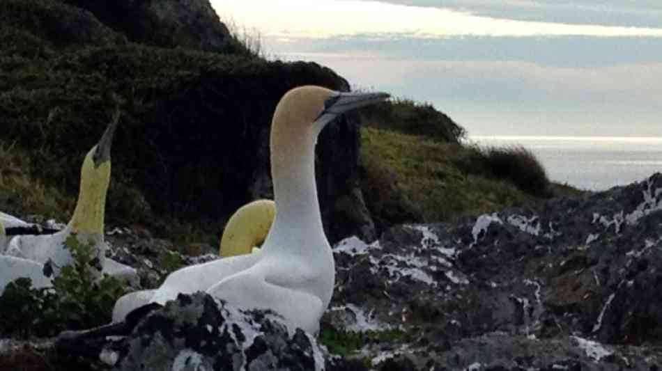 Einsamster Vogel der Welt auf neuseeländischer Insel gestorben