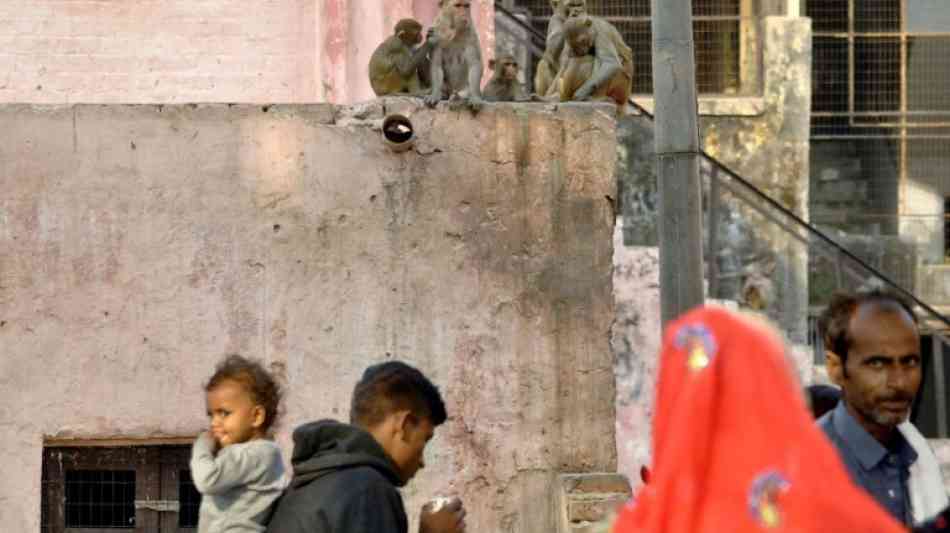 Einsatz von Schleudern gegen rauflustige Affen im Taj Mahal geplant