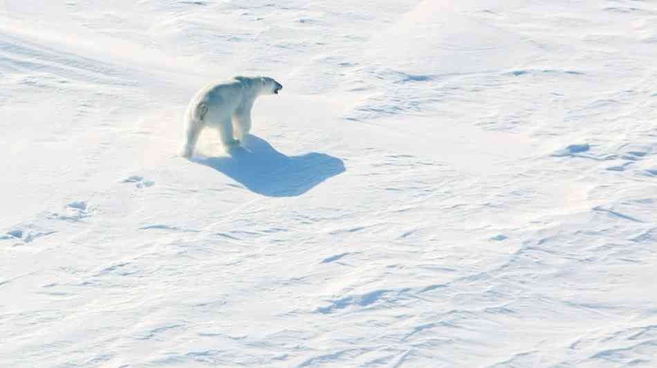 Eisbären machen sibirische Insel in der Arktis unsicher  