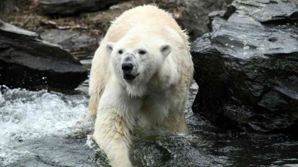 Eisbärenbaby aus Berliner Tierpark starb an Lungenentzündung