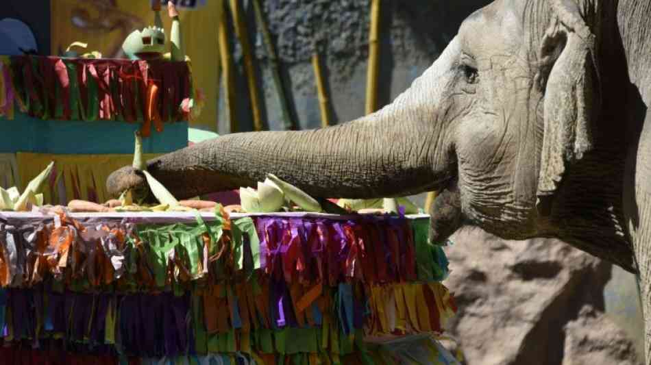 La Aurora: Elefantendame Trompita feiert in Guatemala 57. Geburtstag