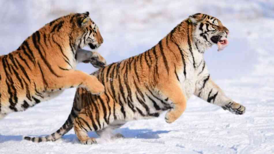 Erholung bei Tigerbestand laut Untersuchung stark gefährdet