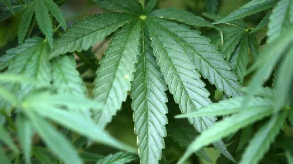 Erste Ernte von Medizinal-Cannabis in Deutschland Ende 2020 erwartet