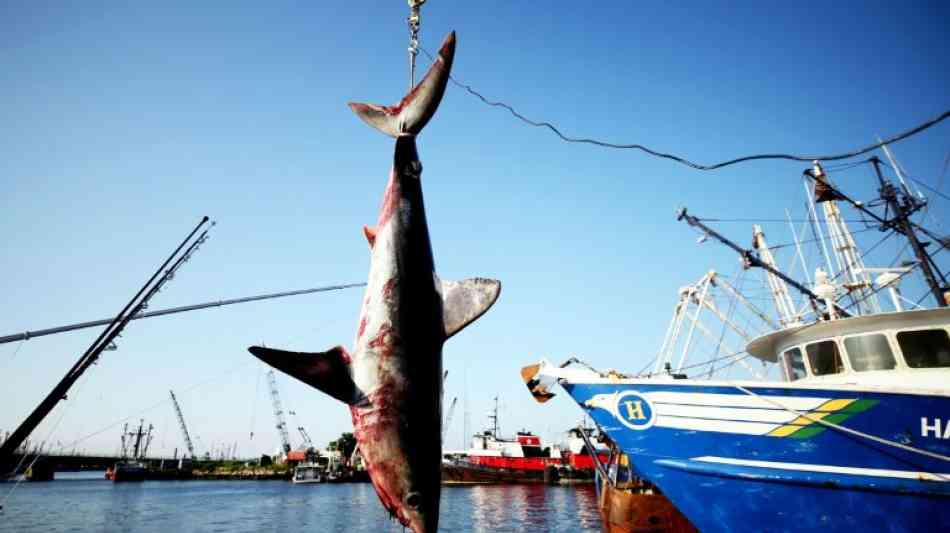Experten: 17 Haiarten vom Aussterben bedroht 