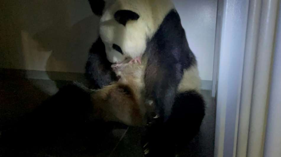 Der Zoo in Tokio freut sich &uuml;ber zweifachen Panda-Nachwuchs
