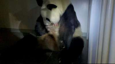 Der Zoo in Tokio freut sich &uuml;ber zweifachen Panda-Nachwuchs
