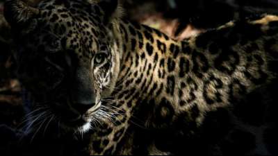 Leopard aus Stuttgarter Wilhelma soll nach seinem Tod noch Nachwuchs zeugen