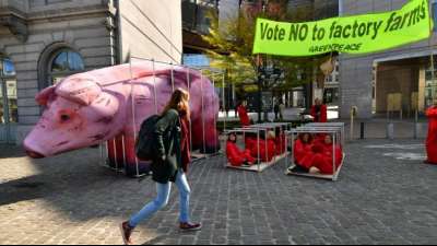 EU-Kommission will K&auml;fighaltung von Nutztieren ab 2027 beenden