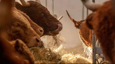 Milchindustrie warnt wegen hoher Kosten vor steigenden Preisen