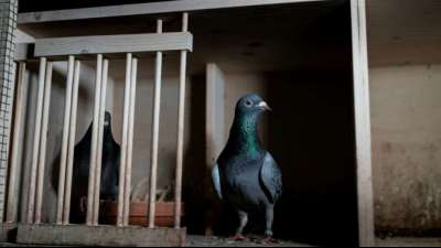 Australische Experten retten vermeintliche Renntaube aus den USA vor dem Tod
