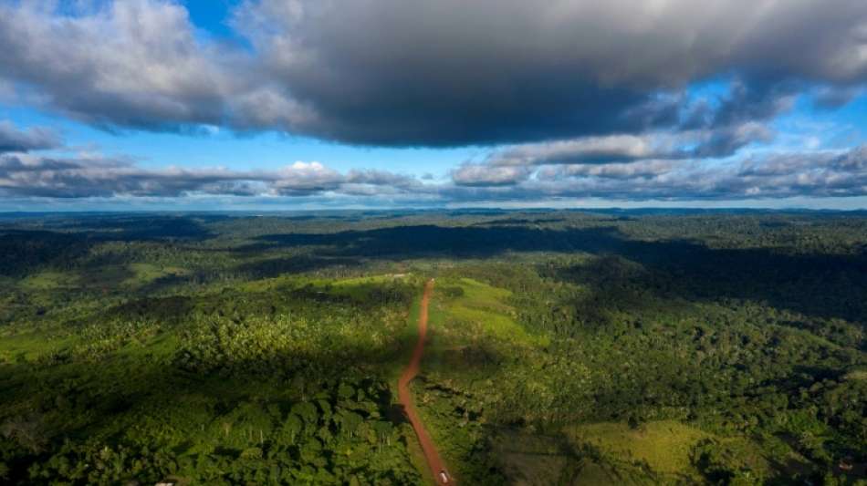 Studie: 2018 Regenwälder von der Fläche Englands zerstört