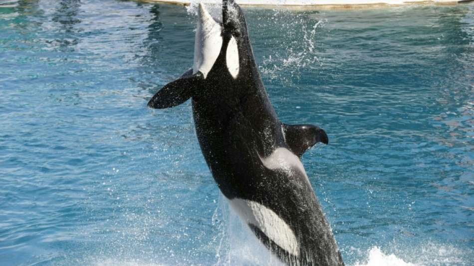 Kanada verbietet Haltung und Zucht von Walen und Delfinen in Gefangenschaft