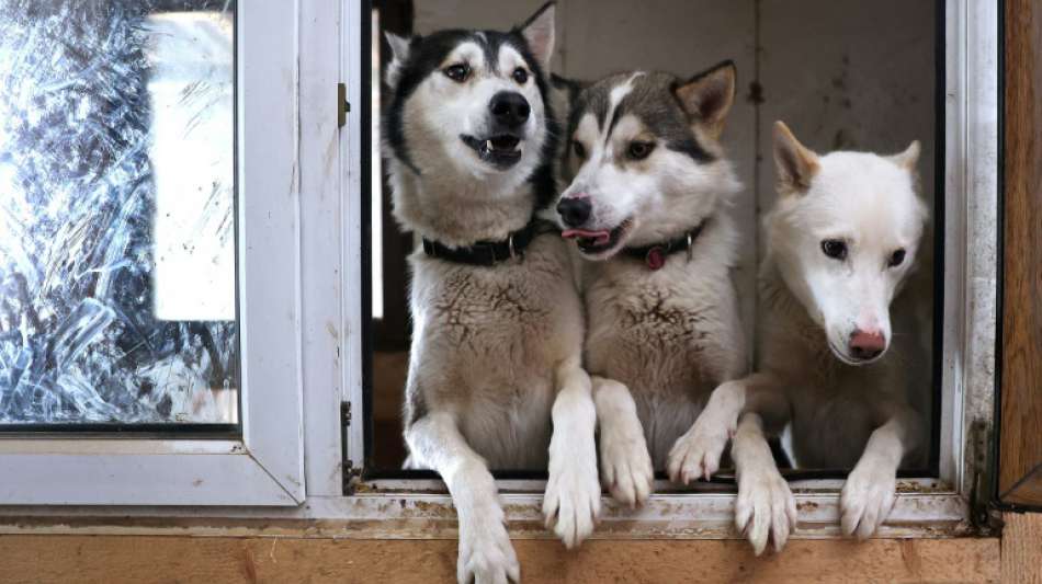 Bericht: Preise f&uuml;r Hunde und Katzen in die H&ouml;he geschnellt