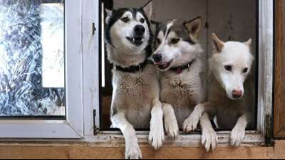 Bericht: Preise f&uuml;r Hunde und Katzen in die H&ouml;he geschnellt