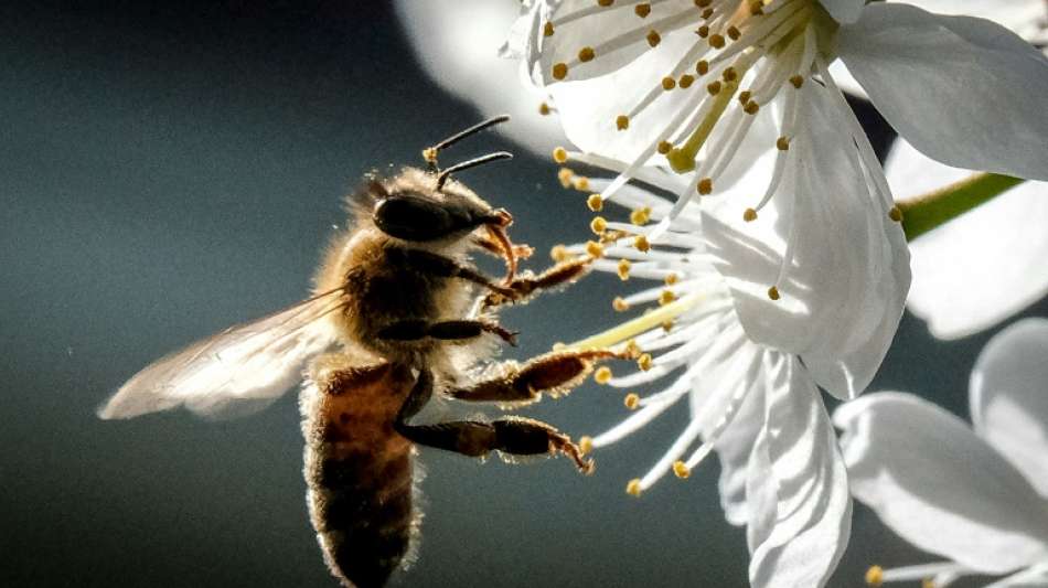 Kirschenernte f&auml;llt in diesem Jahr besonders schlecht aus